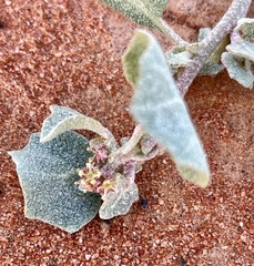 Atriplex stipitata