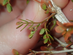 Tribulus suberosus