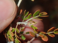 Tribulus suberosus
