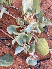 Atriplex stipitata