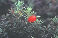 Podocarpus lawrencei