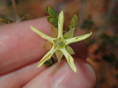 Tribulus suberosus