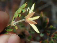 Tribulus suberosus