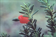 Podocarpus lawrencei