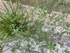 Medicago sativa