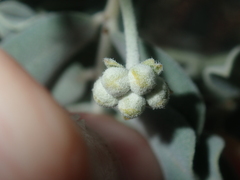 Senna artemisioides helmsii