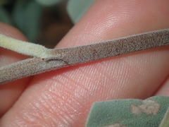 Senna artemisioides helmsii