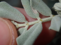 Senna artemisioides helmsii