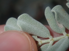 Senna artemisioides helmsii