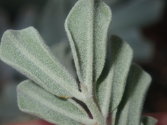 Senna artemisioides helmsii