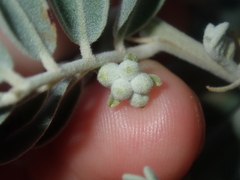 Senna artemisioides helmsii