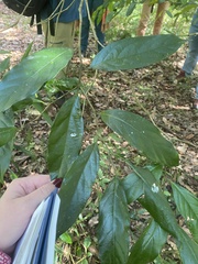 Alangium polyosmoides tomentosum