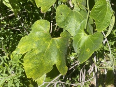 Diplocyclos palmatus