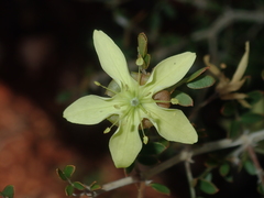 Tribulus suberosus