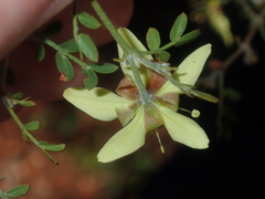 Tribulus suberosus