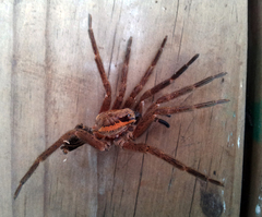 Dolomedes schauinslandi