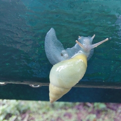 Drymaeus interpunctus