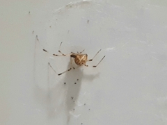 Latrodectus geometricus