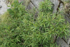 Salix udensis