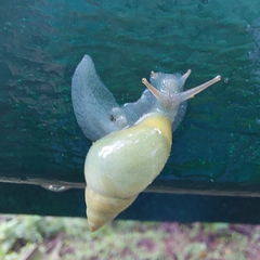 Drymaeus interpunctus