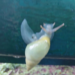 Drymaeus interpunctus