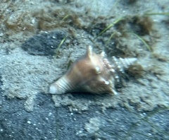 Strombus alatus
