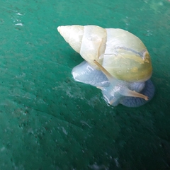 Drymaeus interpunctus