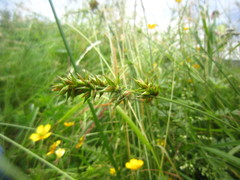 Carex spicata