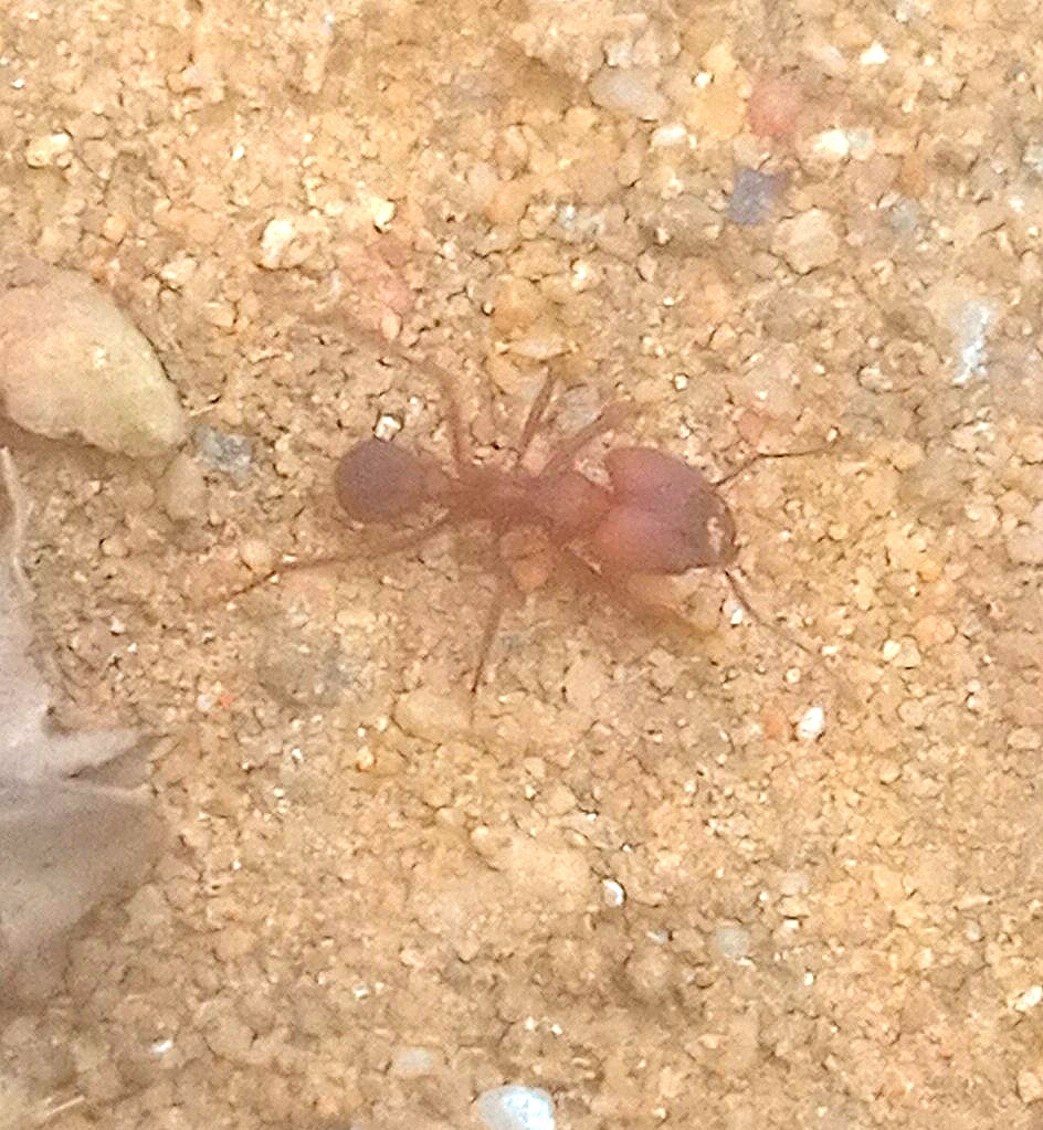 Acromyrmex landolti