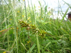 Carex spicata