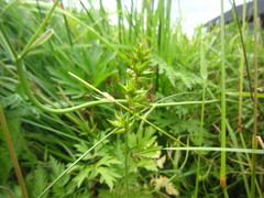 Carex spicata