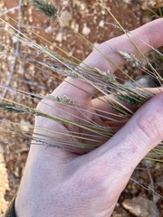 Enneapogon caerulescens