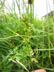 Carex spicata