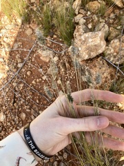 Enneapogon caerulescens