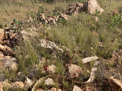 Enneapogon caerulescens