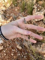 Enneapogon caerulescens