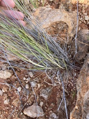 Enneapogon caerulescens