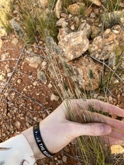 Enneapogon caerulescens