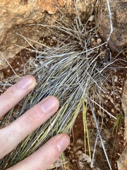 Enneapogon caerulescens