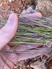 Enneapogon caerulescens