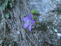 Gentianella amarella