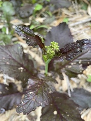 Brassica juncea