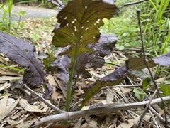 Brassica juncea