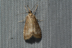 Udea inquinatalis