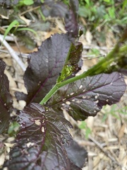 Brassica juncea