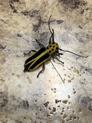 Saperda puncticollis