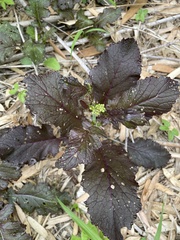 Brassica juncea