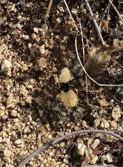 Dasymutilla magna