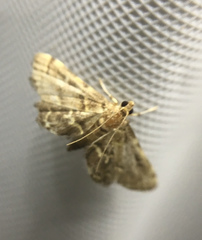 Anageshna primordialis