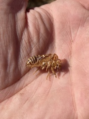 Tibicinina